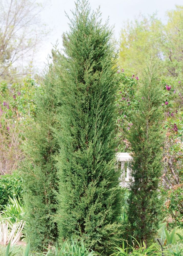 Juniperus virginiana Taylor green evergreen