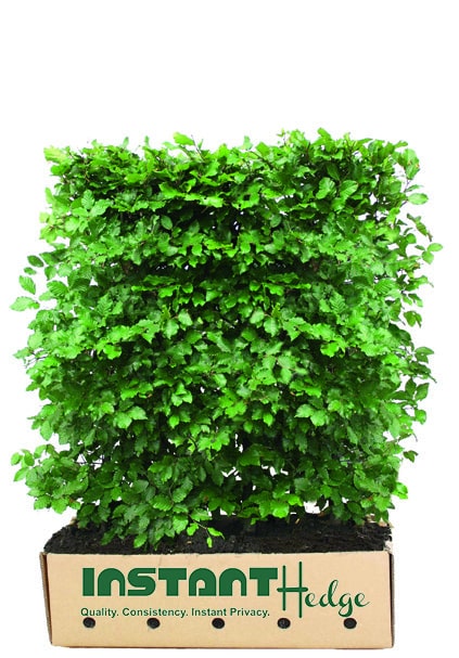 European Beech