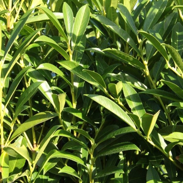 prunus laurocerasus