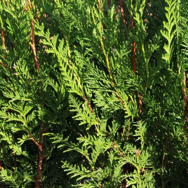 Thuja plicata 'Virescens'