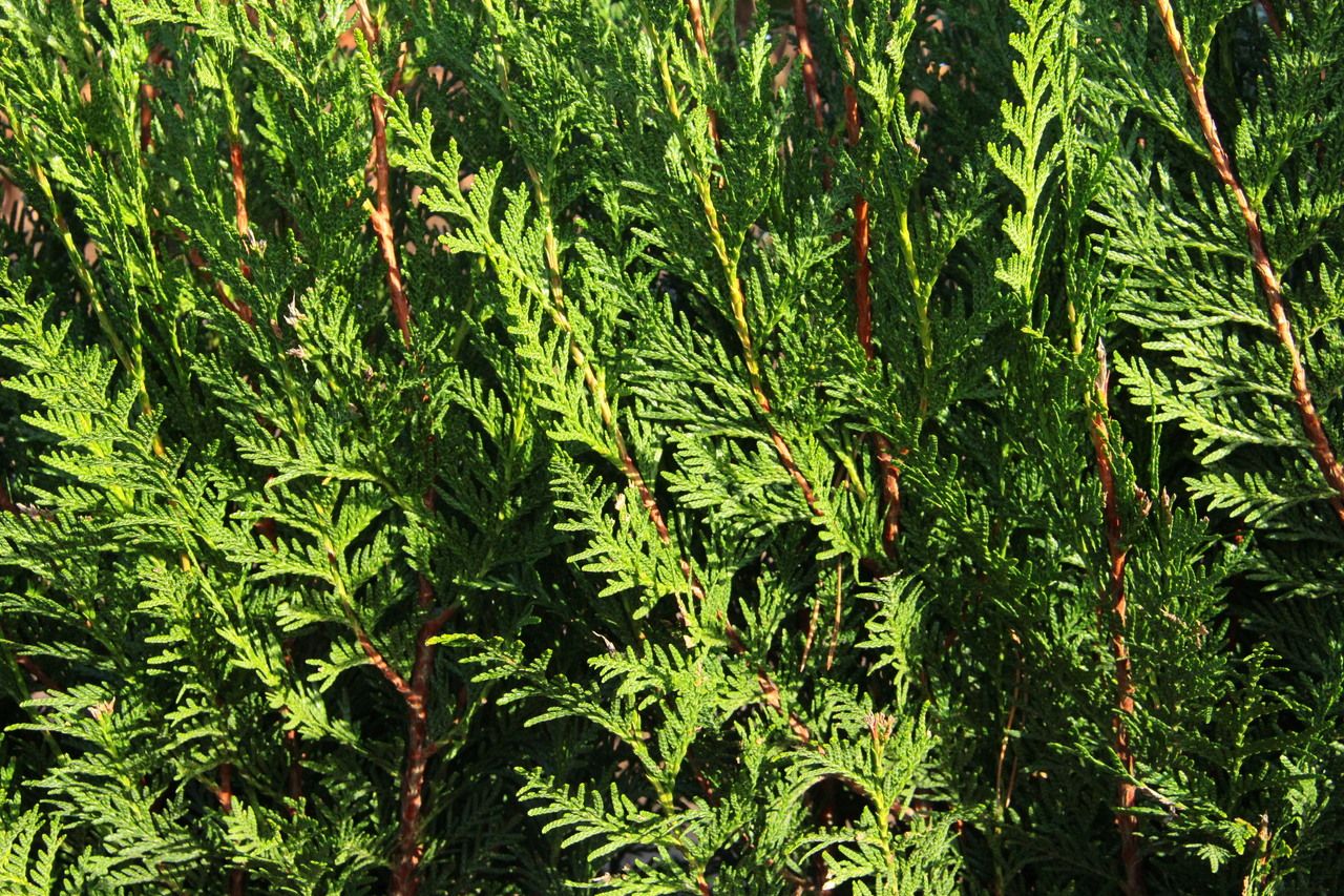 Thuja plicata 'Virescens'