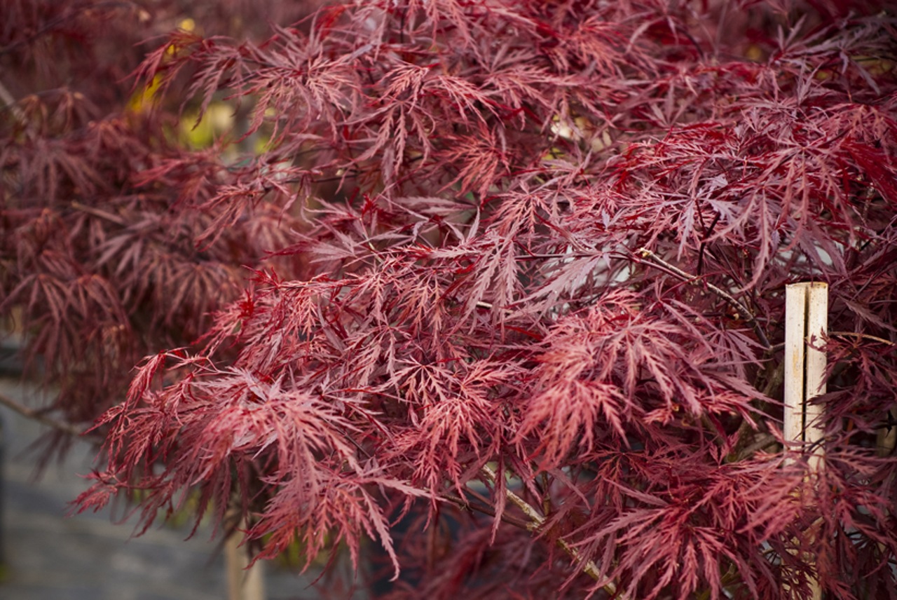 Acer palmatum Inabe shidare laceleaf red burgundy
