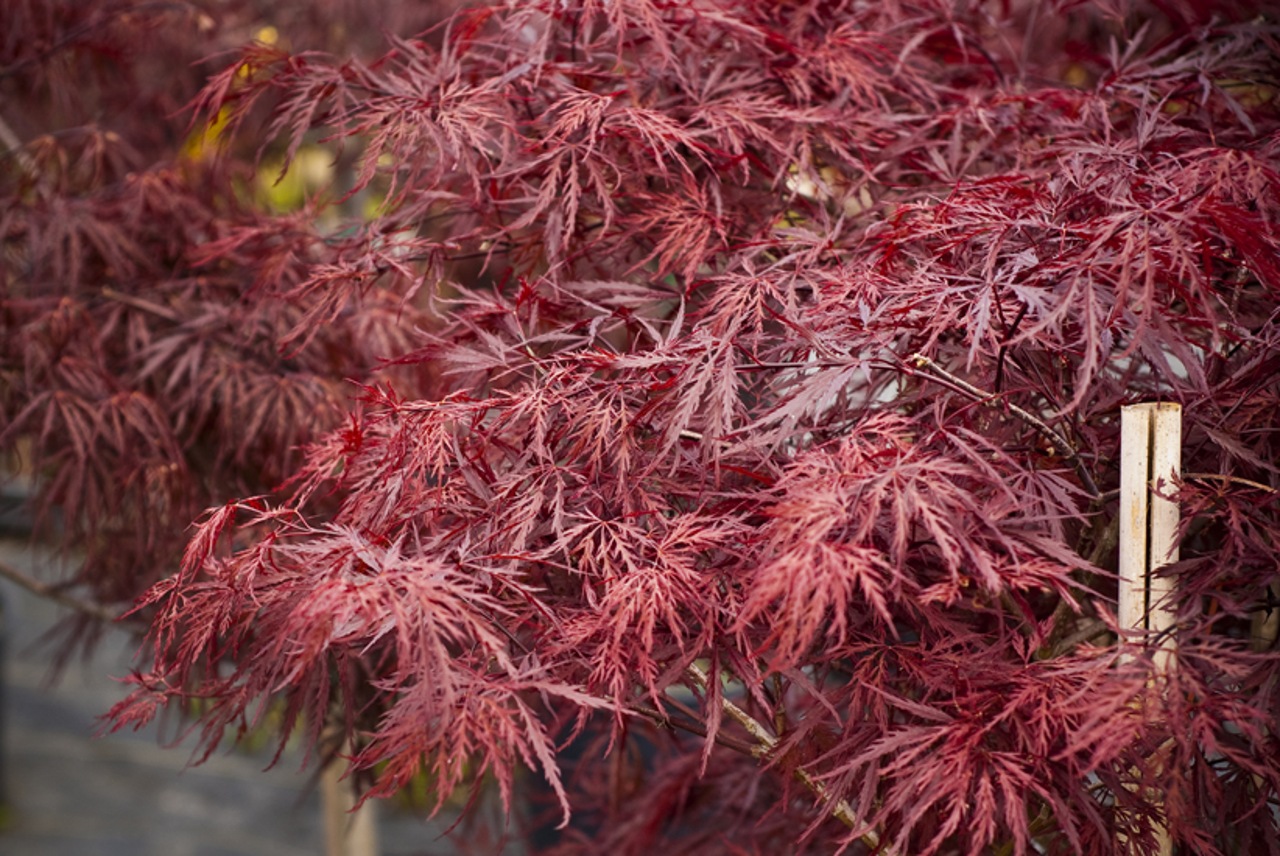 Acer palmatum Inabe shidare laceleaf red burgundy