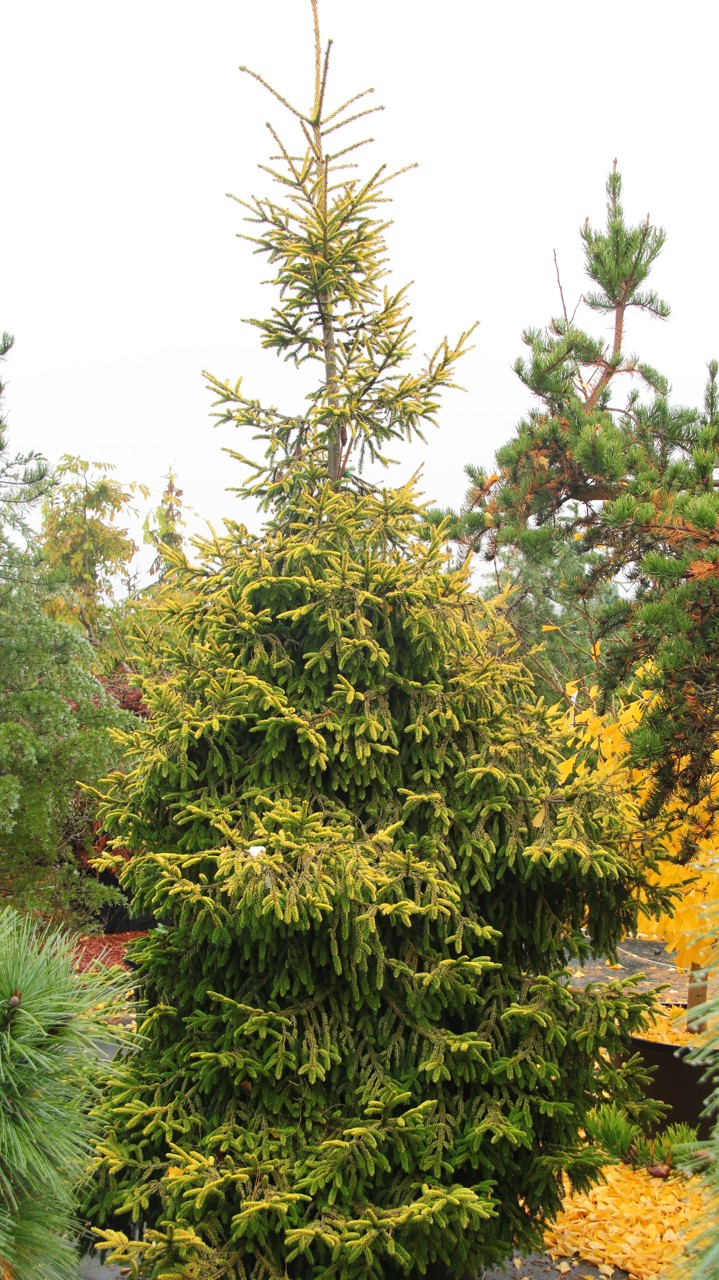 Picea orientalis Skylands evergreen gold conifer
