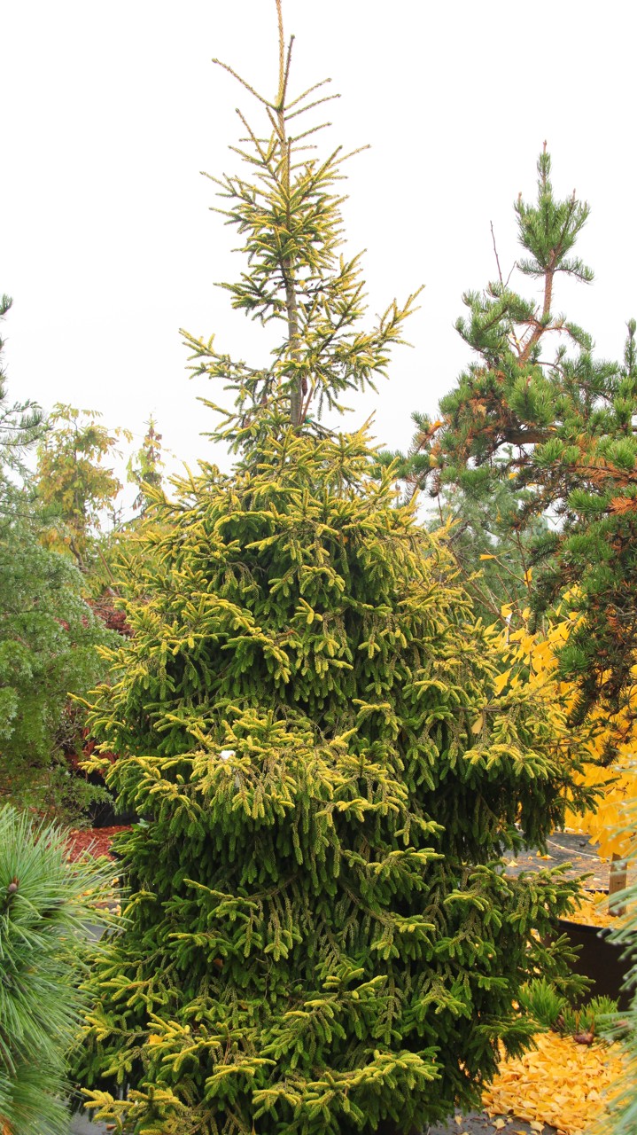 Picea orientalis Skylands evergreen gold conifer