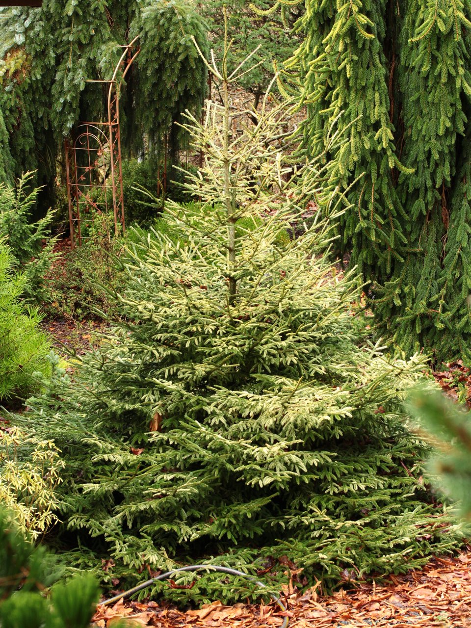 Picea orientalis Silver Seedling silver evergreen conifer
