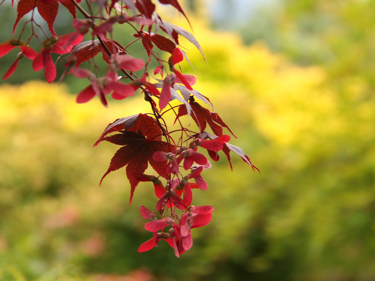 Acer palmatum Bloodgood Japanese maple broadleaf large red