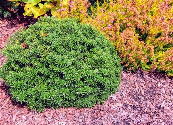 Abies koreana 'Cis' (#3 Container) $750+ gift