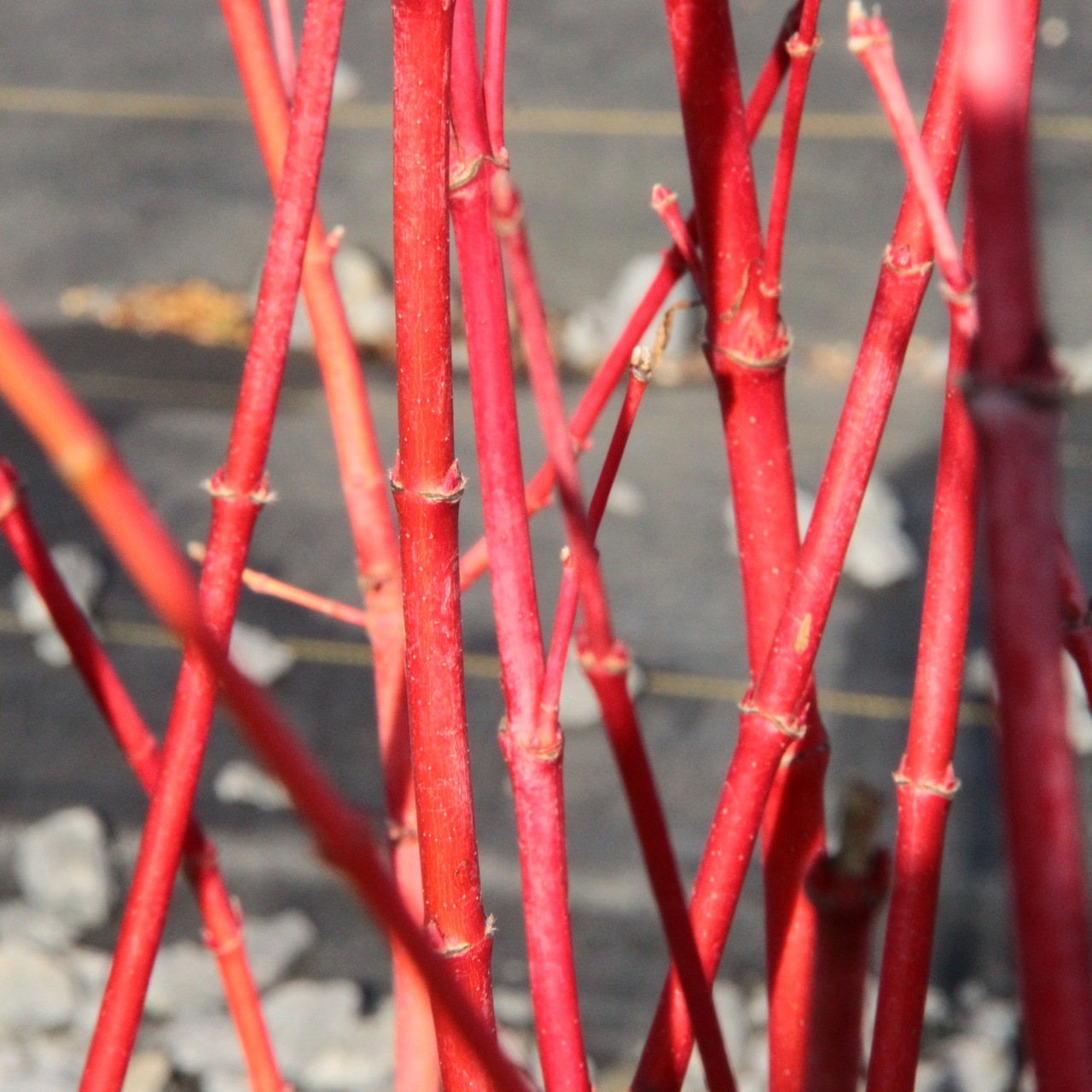 Acer-circinatum-Pacific-Fire-vine-maple-coral-bark-red-twig