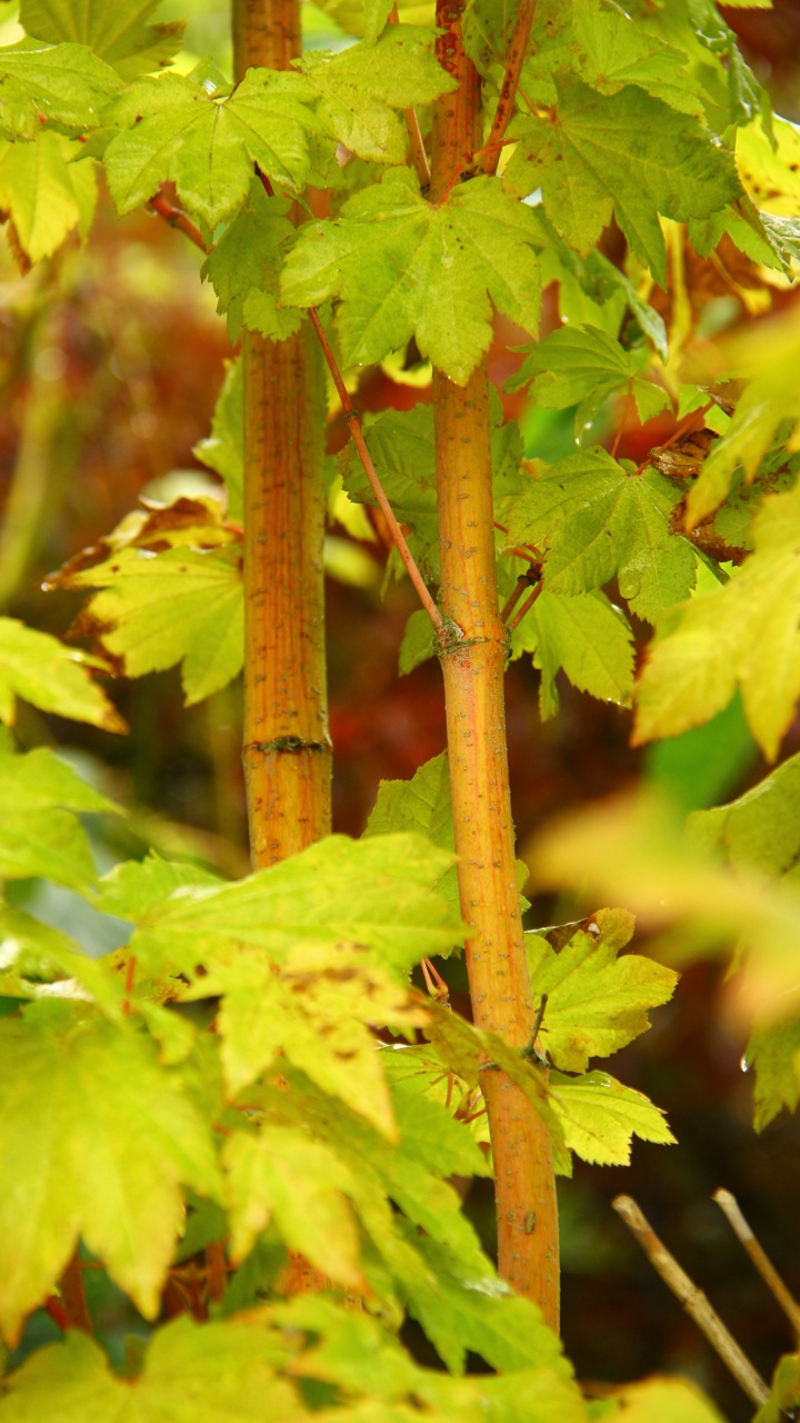 Acer-circinatum-Pacific-Fire-vine-maple-coral-bark-red-twig