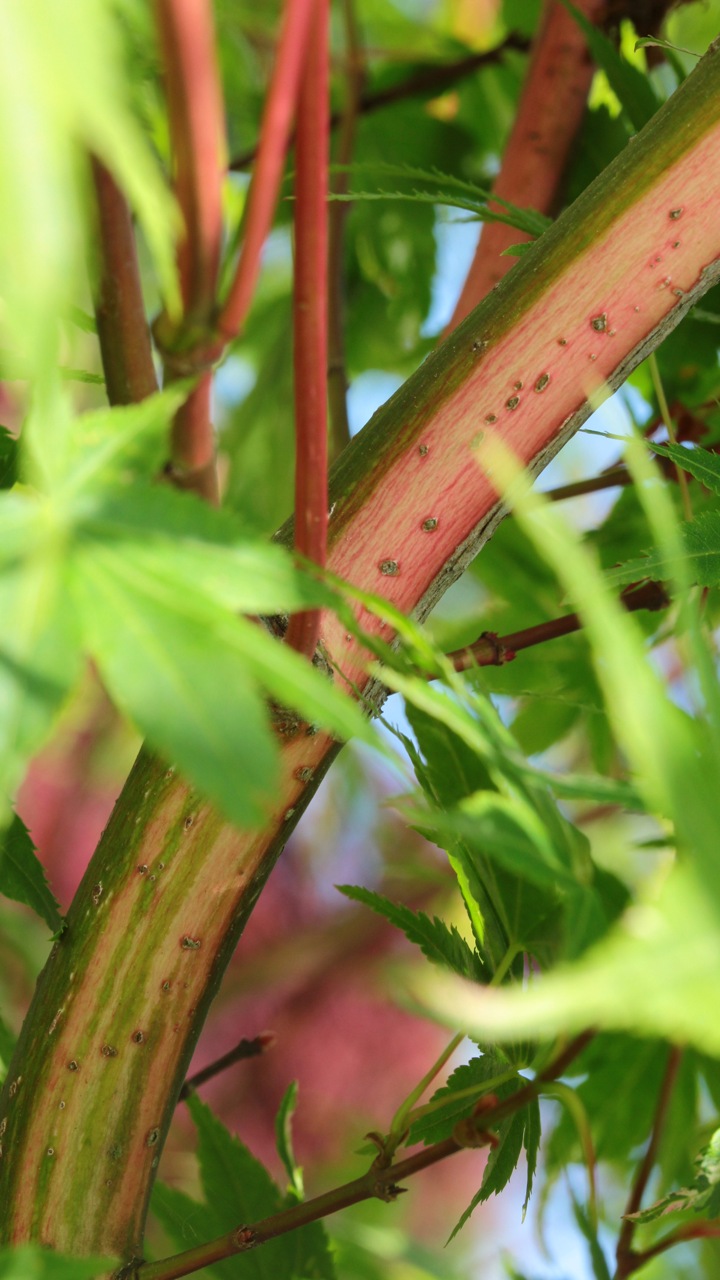Acer-palmatum-Aizuma-nishiki-Japanese-maple-variegated-leaves
