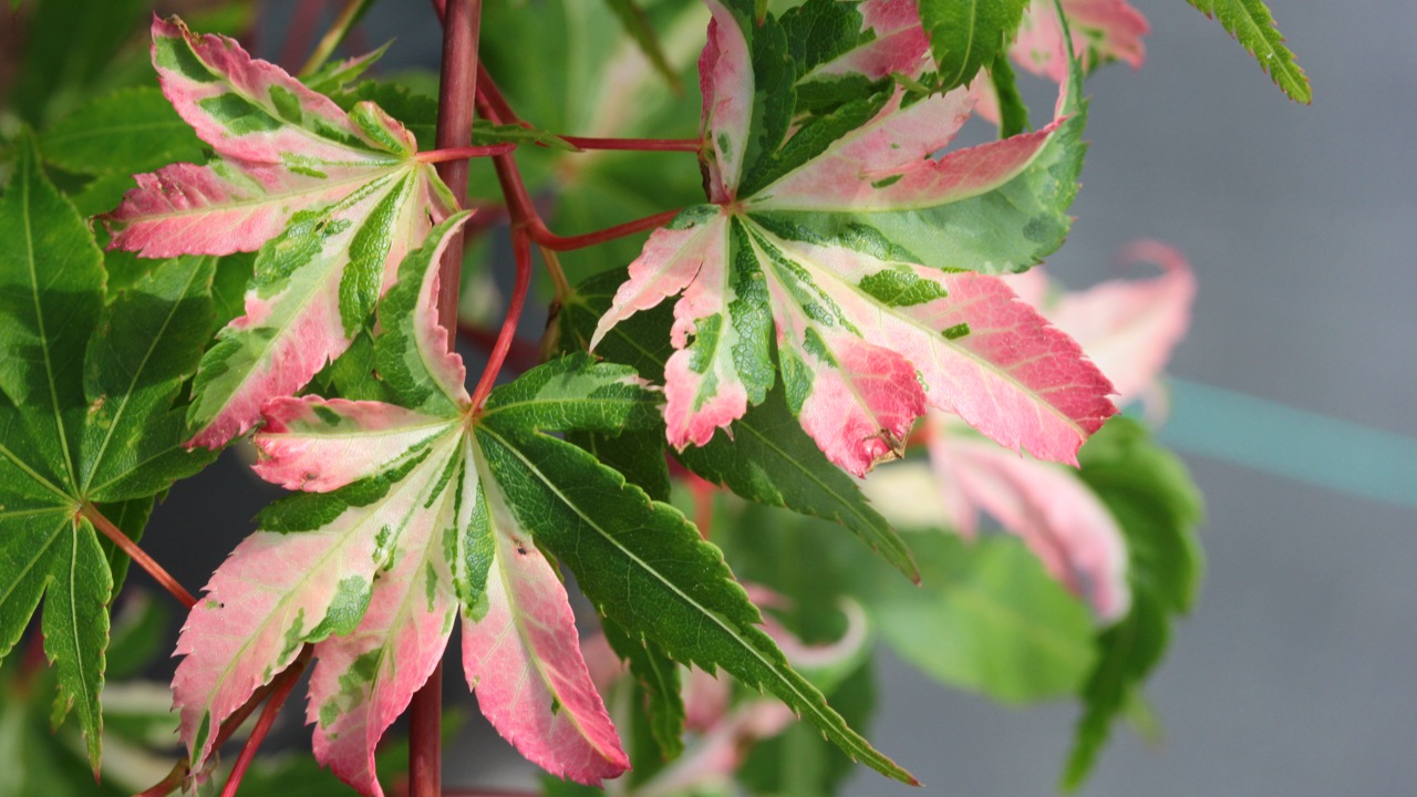 Acer-palmatum-Aizuma-nishiki-Japanese-maple-variegated-leaves
