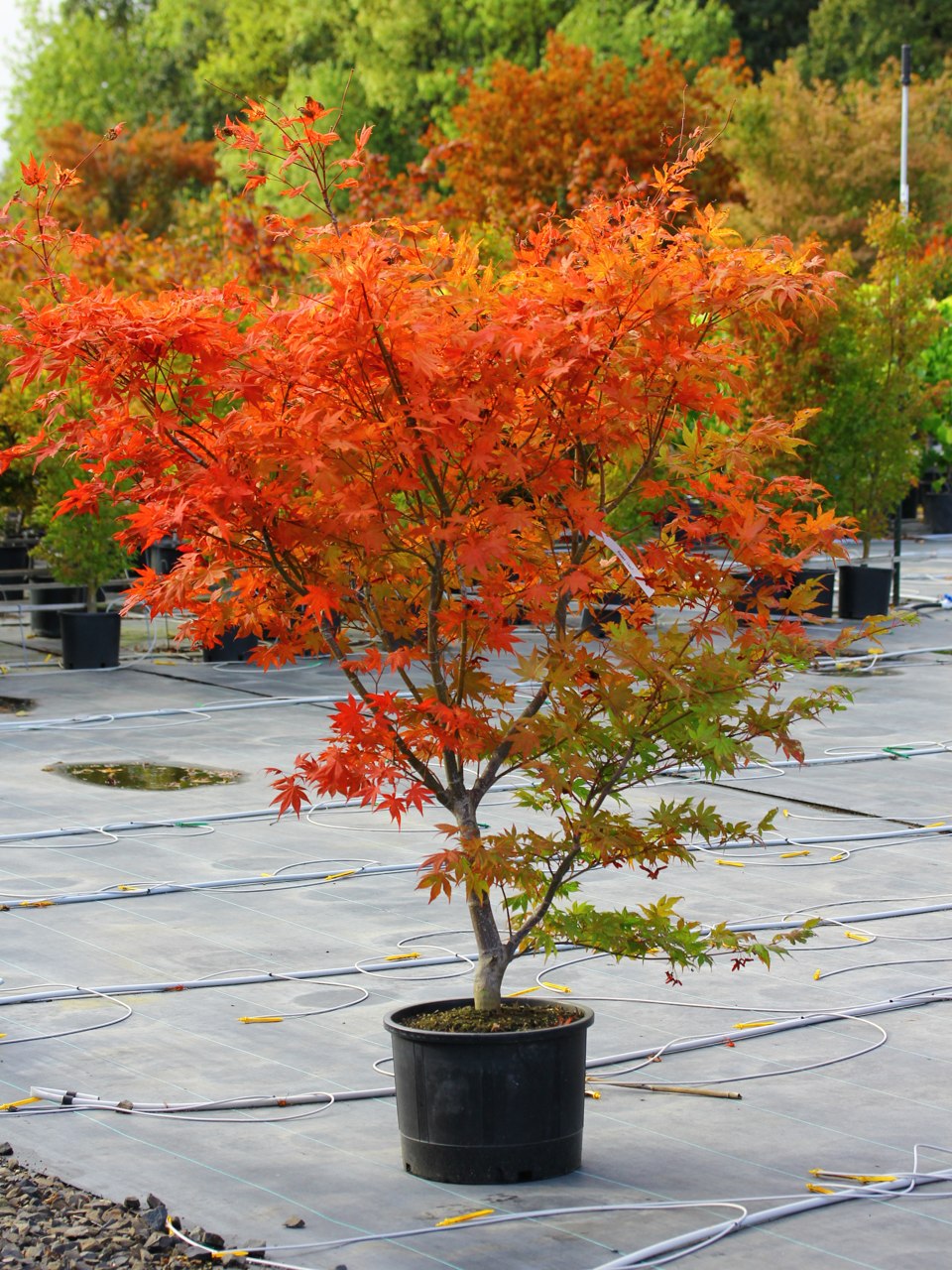 Acer palmatum ‘Amber Ghost’