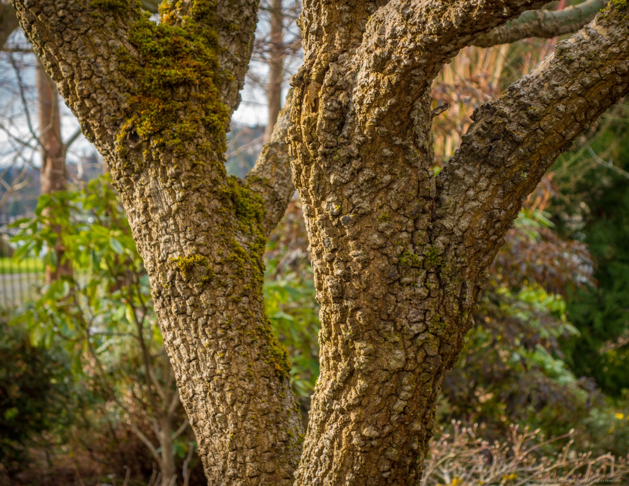 Acer-palmatum-ara-kawa-Japanese-Maple-rough-bark-cork-bark