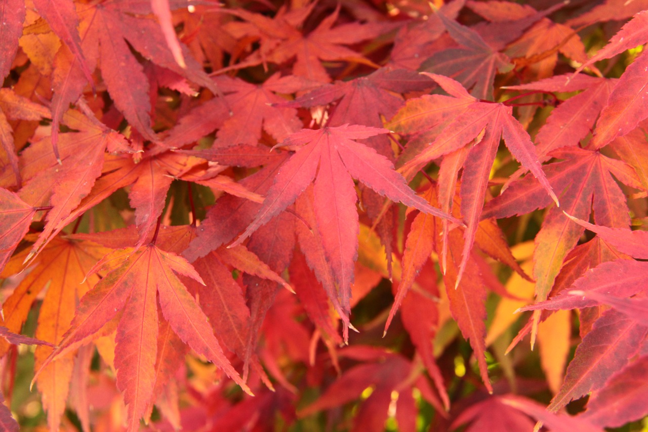 Acer palmatum ‘Arakawa’