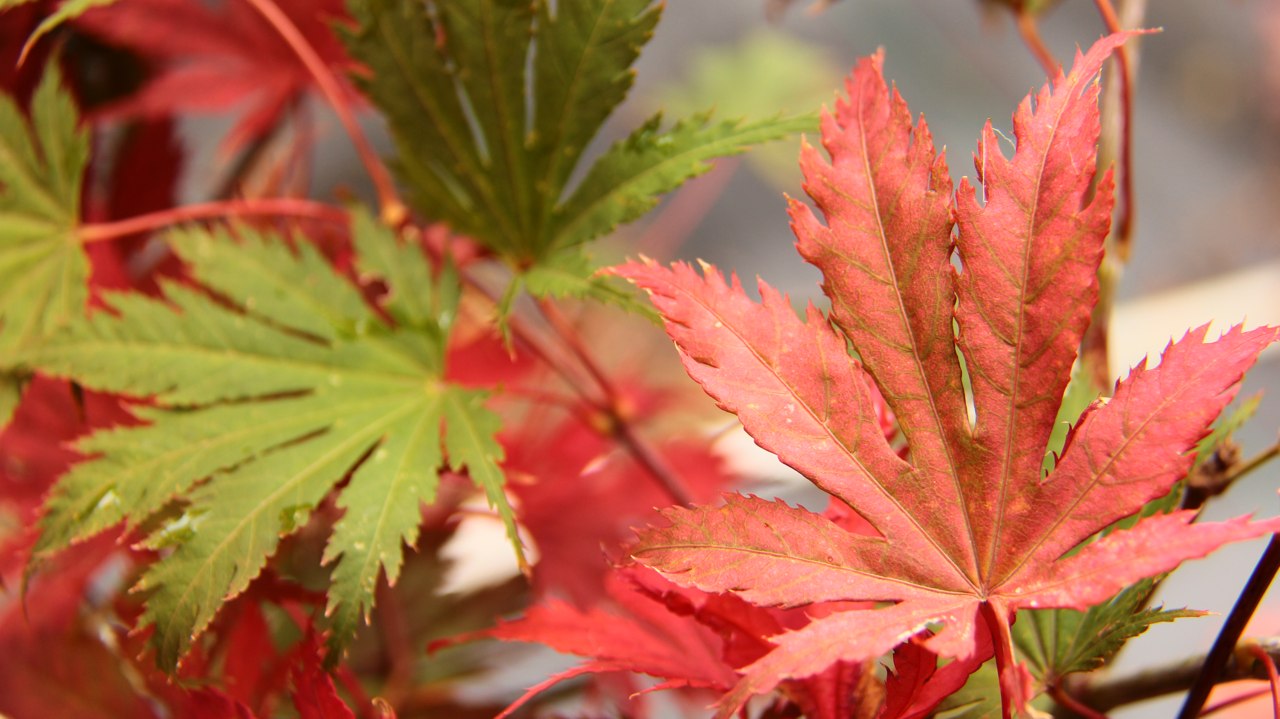 Acer palmatum ‘Ariadne’