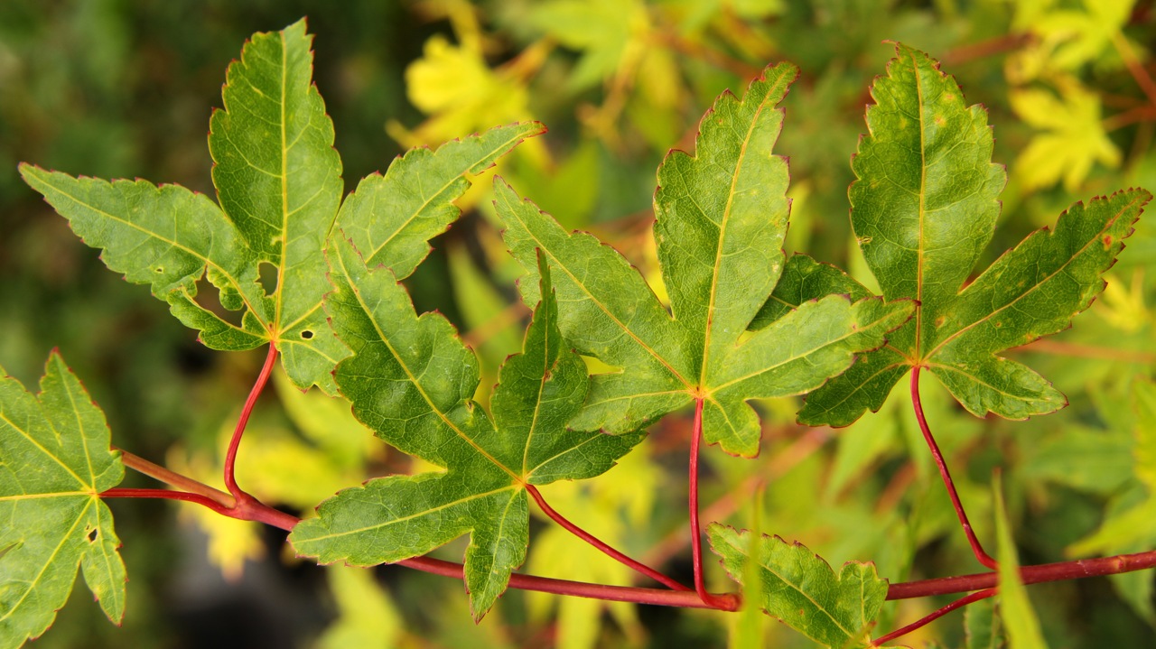 Acer-palmatum-beni-kawa-Japanese-maple-coral-bark-red-twig-dwarf