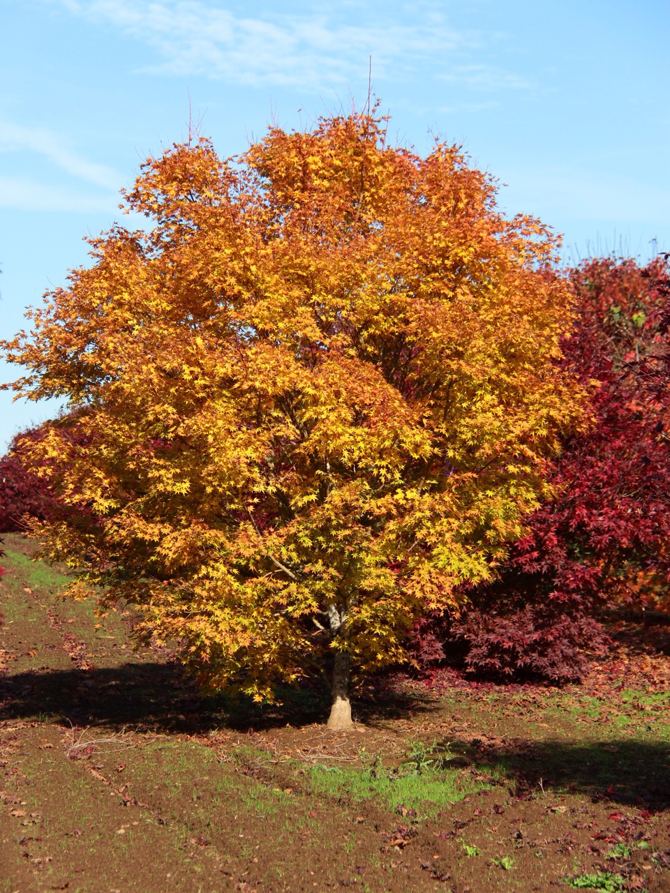 Acer-palmatum-beni-kawa-Japanese-maple-coral-bark-red-twig-dwarf