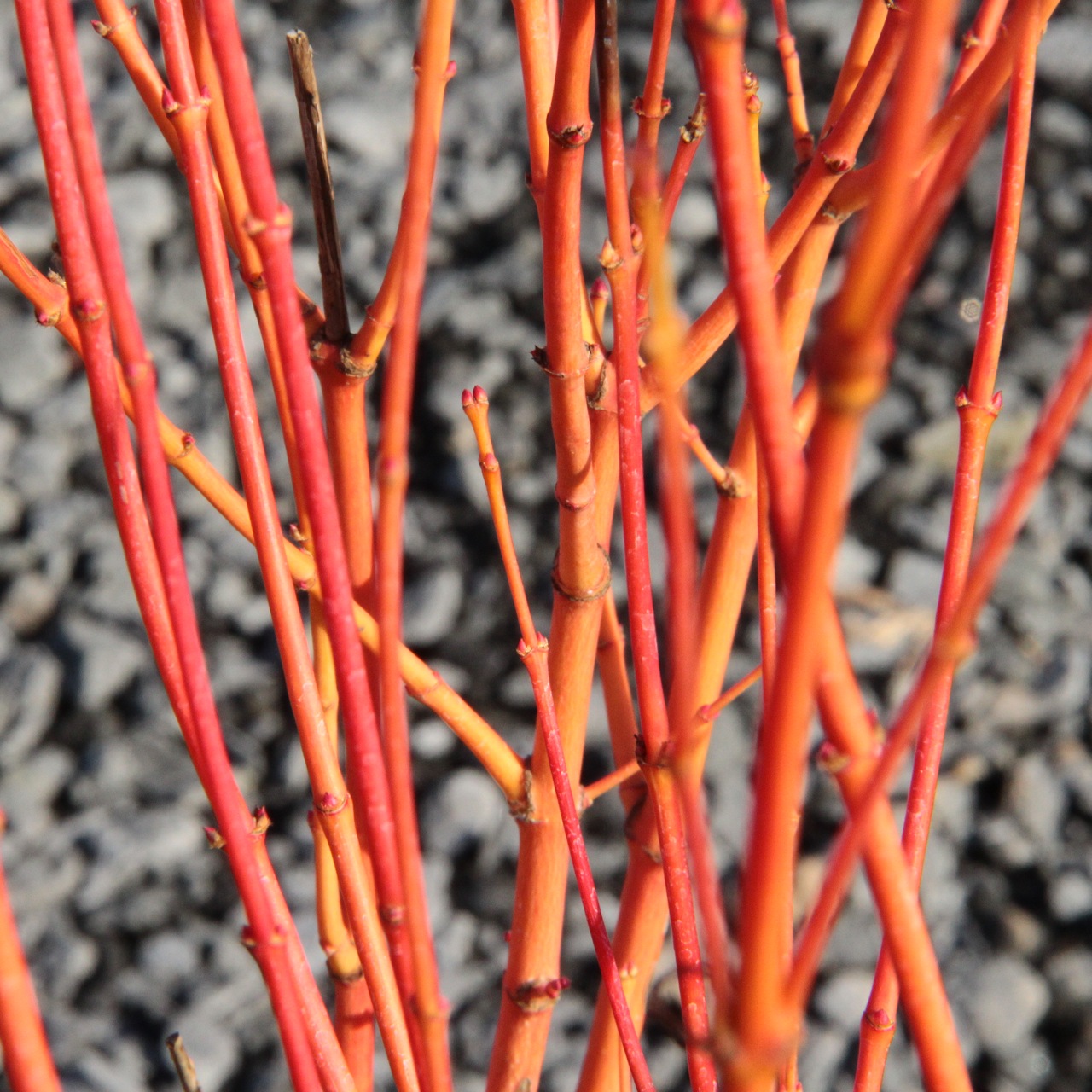 Acer-palmatum-Bihou-Japanese-maple-orange-bark-winter-color