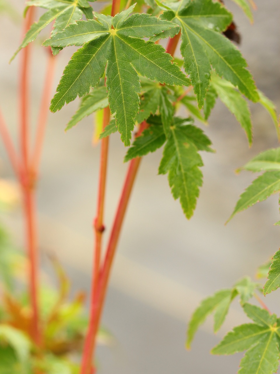 Acer-palmatum-Bihou-Japanese-maple-orange-bark-winter-color
