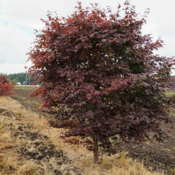 bloodgood maple tree