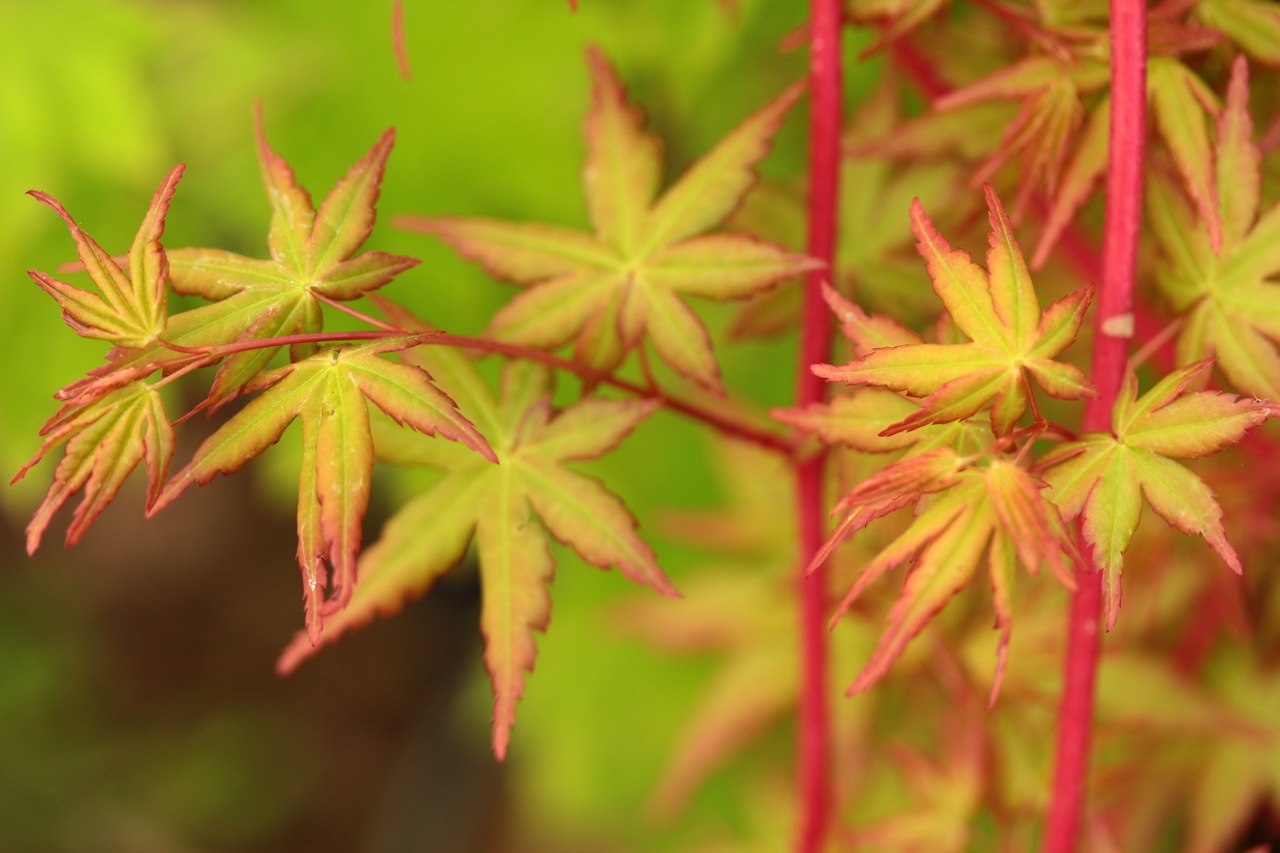 Acer-palmatum-cherries-jubilee-Japanese-maple-coral-bark-red-twig
