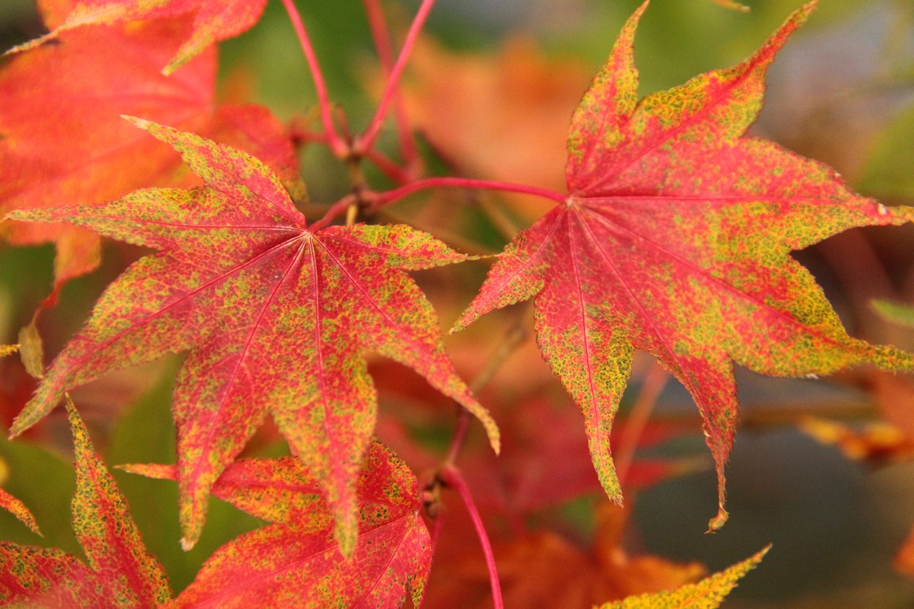 Acer palmatum ‘Hogyoku’