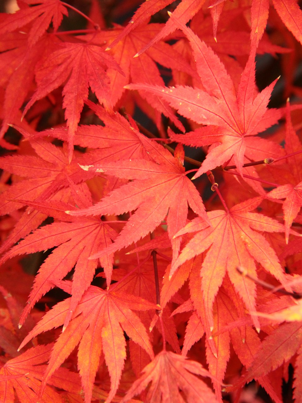 Acer palmatum ‘Kuro hime’