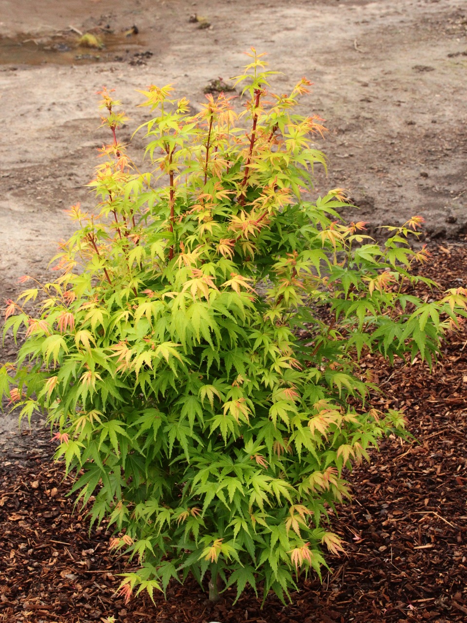 Acer-palmatum-little-sango-Japanese-maple-dwarf-coral-bark