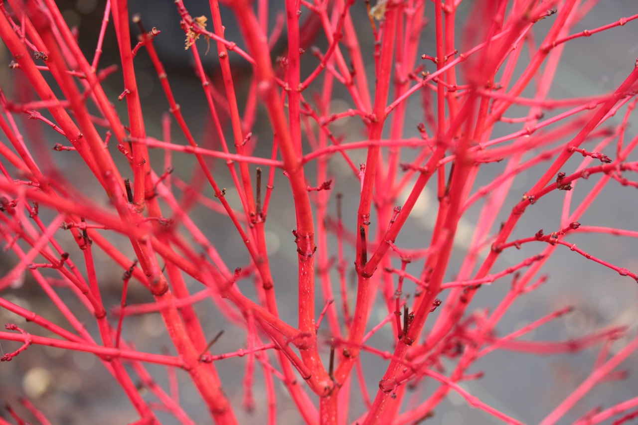Acer-palmatum-little-sango-Japanese-maple-dwarf-coral-bark