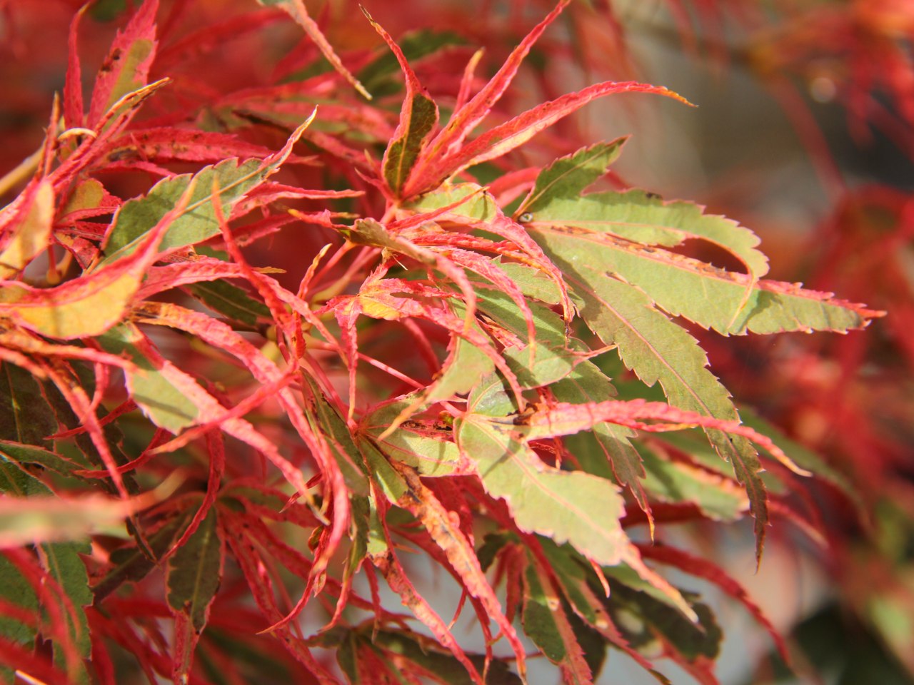 Acer palmatum ‘Manyo no sato’