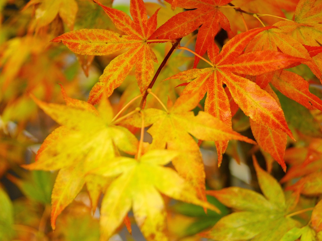 Acer palmatum ‘Ogon sarasa’