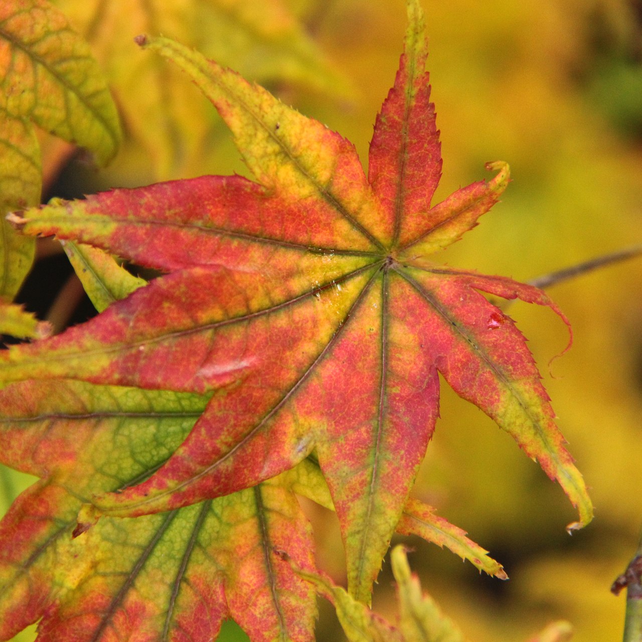 Acer palmatum ‘Peaches and Cream’