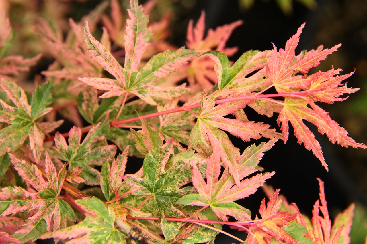 Acer-palmatum-Radiant-Japanese-maple-variegated-leaves
