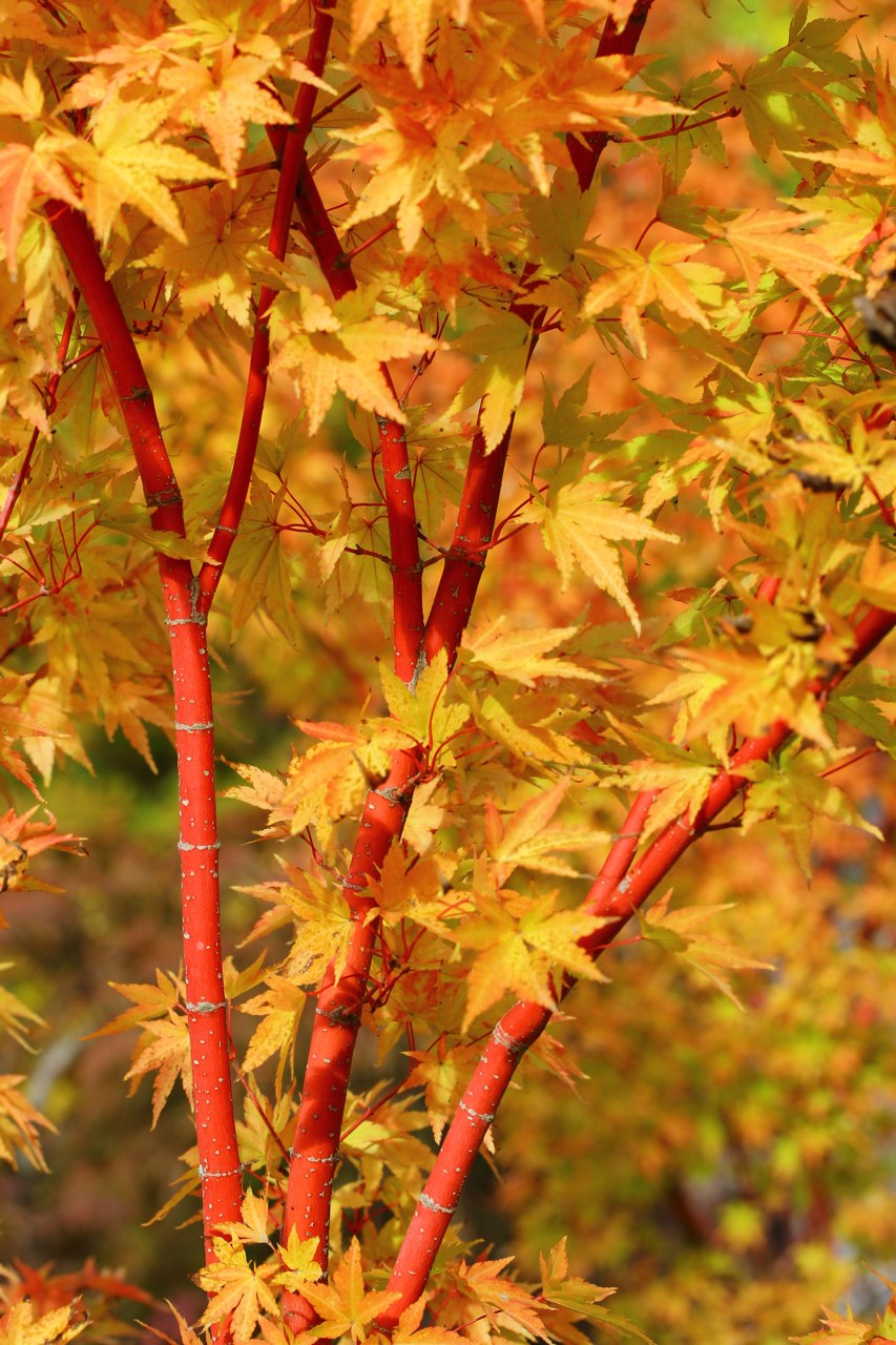 Acer palmatum ‘Sango kaku’