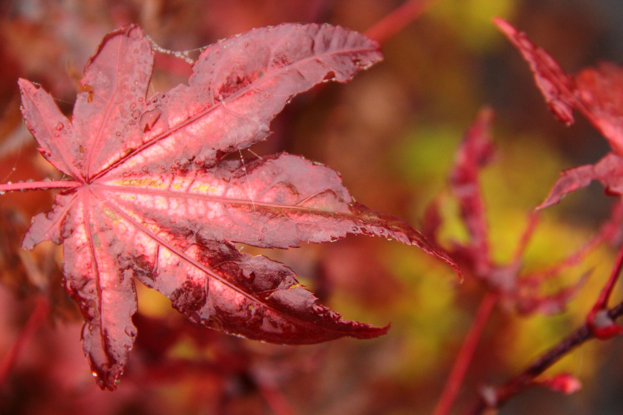 Acer palmatum ‘Shigitatsu sawa’