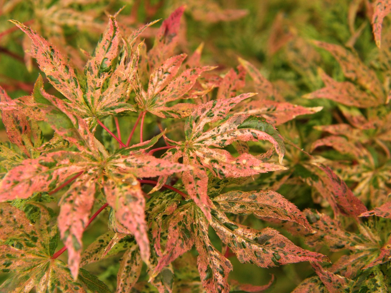 Acer palmatum ‘Ukigumo’