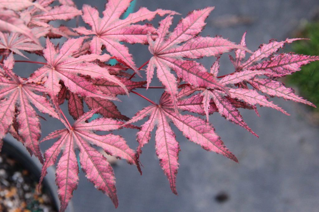 Acer palmatum ‘Amagi shigure’