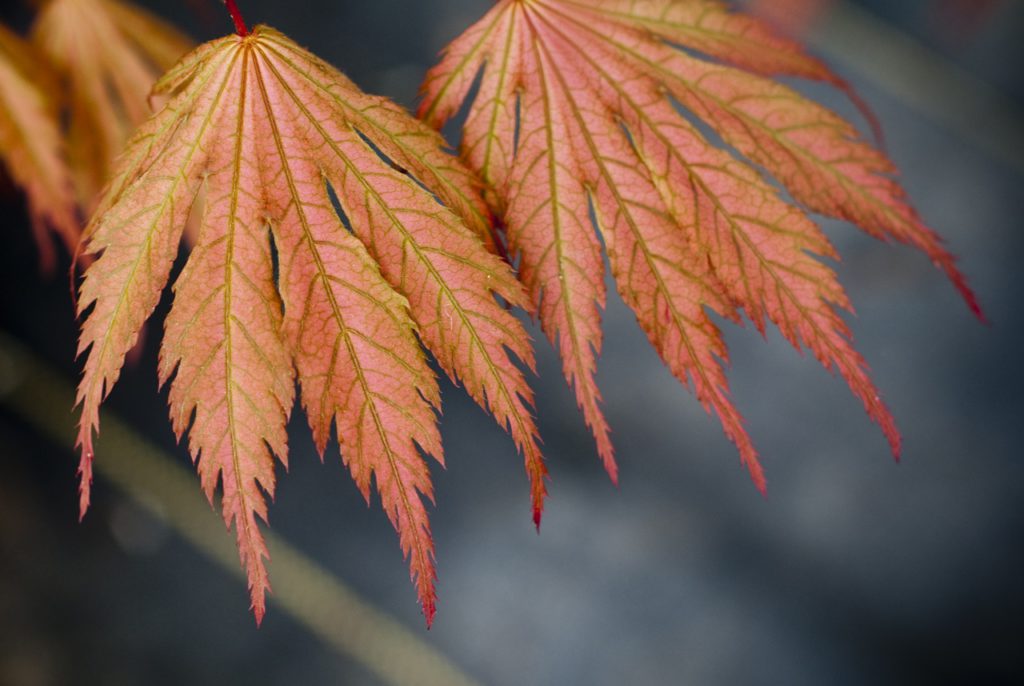 Acer palmatum ‘Ariadne’