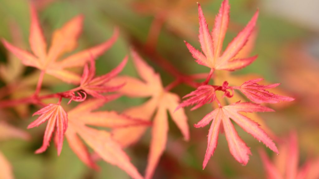 Acer palmatum ‘Kuro hime’