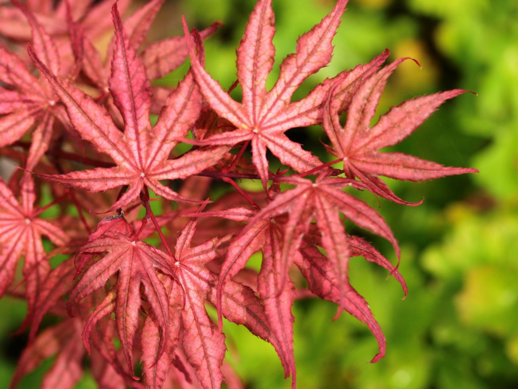 Acer palmatum ‘Olsen’s Frosted Strawberry’