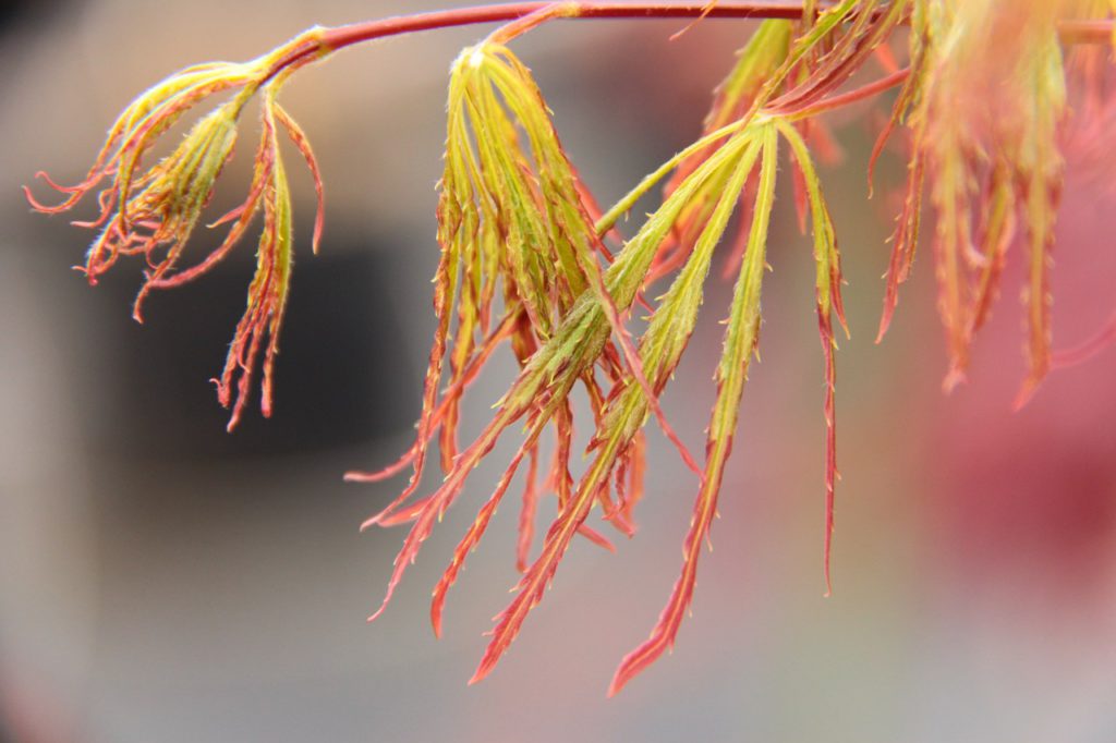 Acer palmatum ‘Spring Delight’