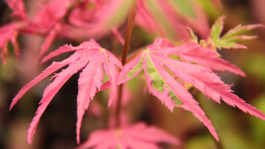 Acer palmatum ‘Taylor’