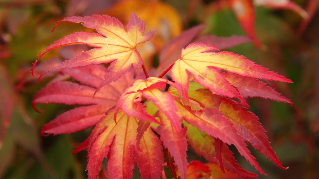 Acer palmatum ‘Tsuma gaki’