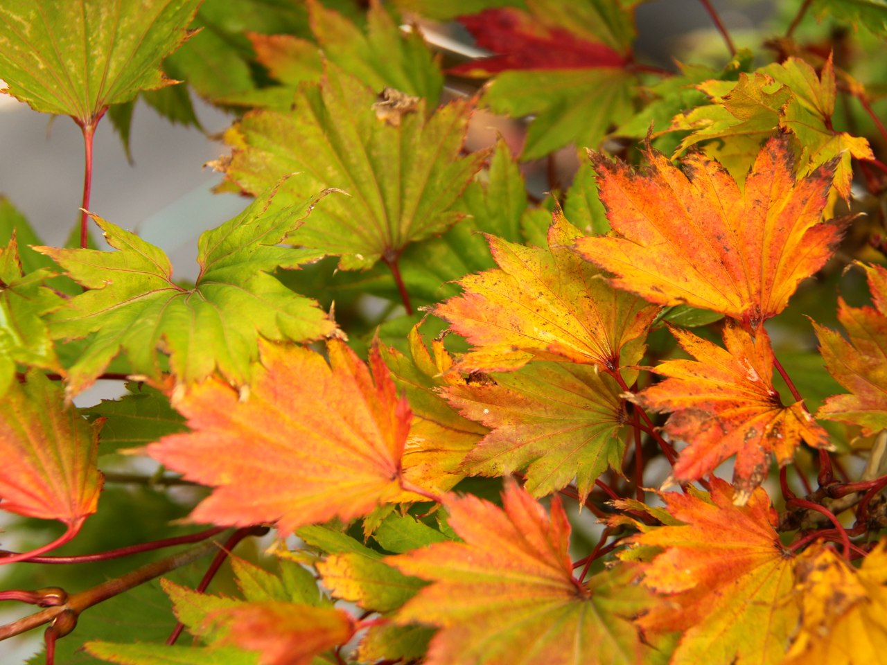 Acer shirasawanum ‘Aureum’
