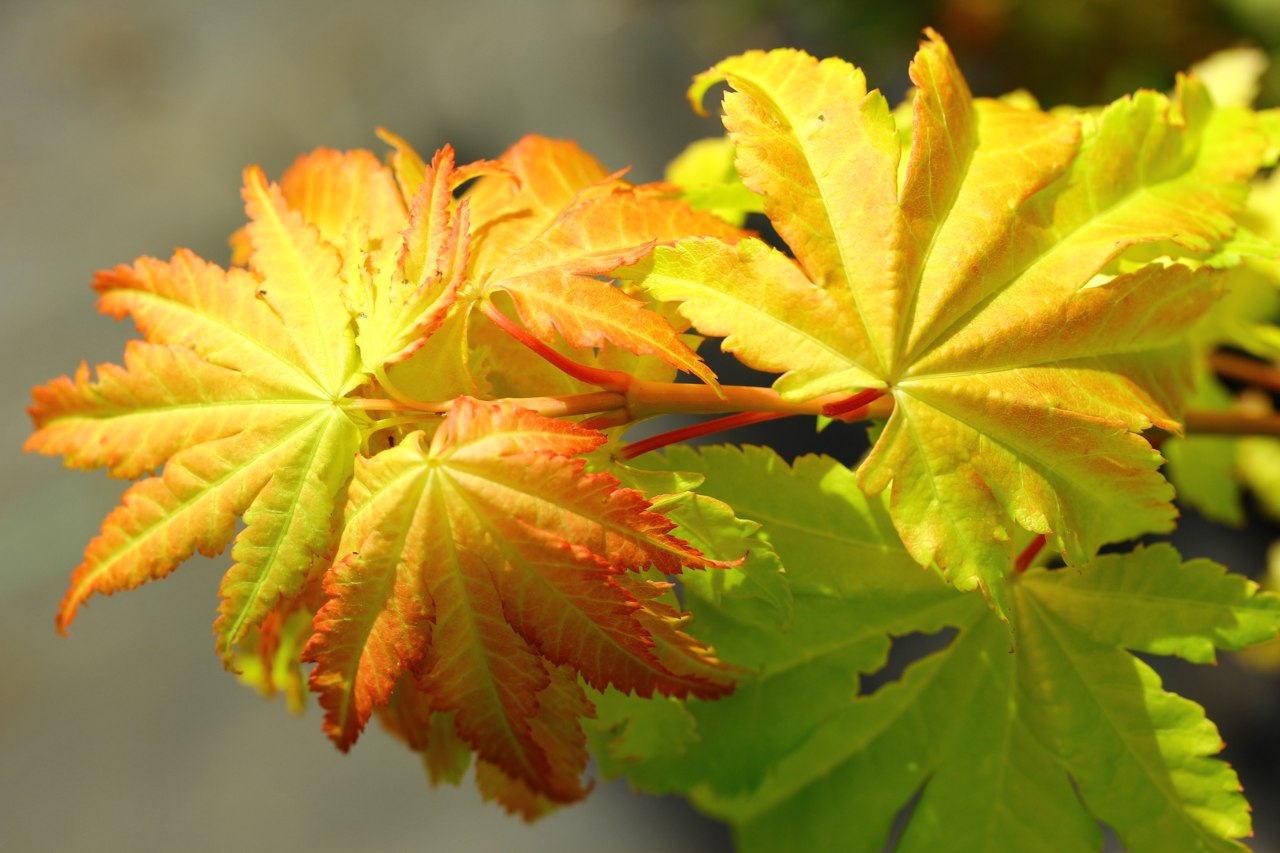 Acer shirasawanum ‘Jordan’