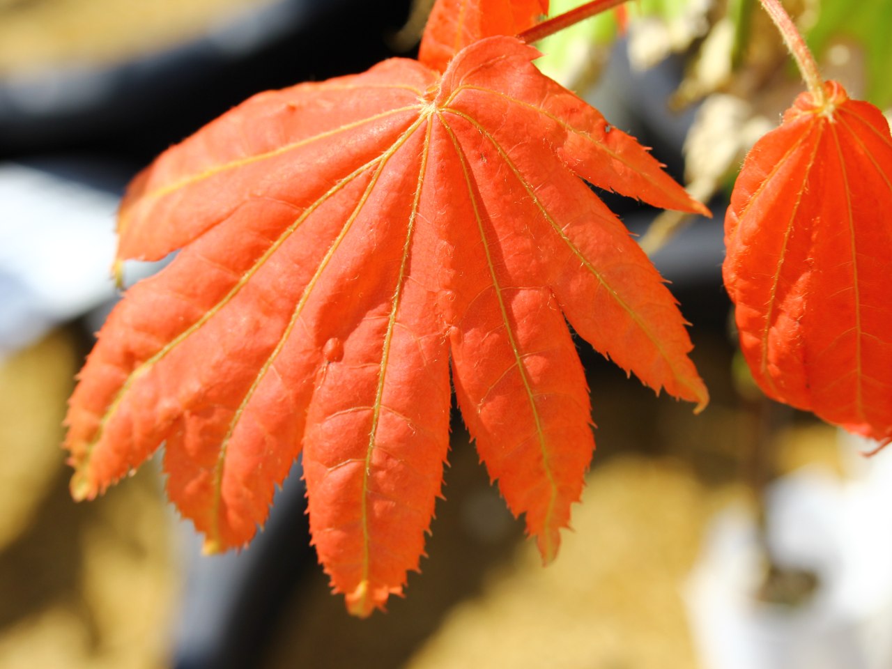 Acer shirasawanum ‘Moonrise’