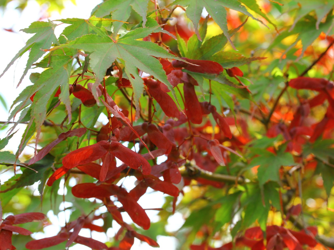 Acer shirasawanum ‘Red Dawn’