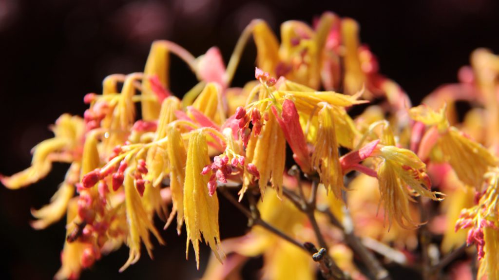 Acer shirasawanum ‘Bashful’