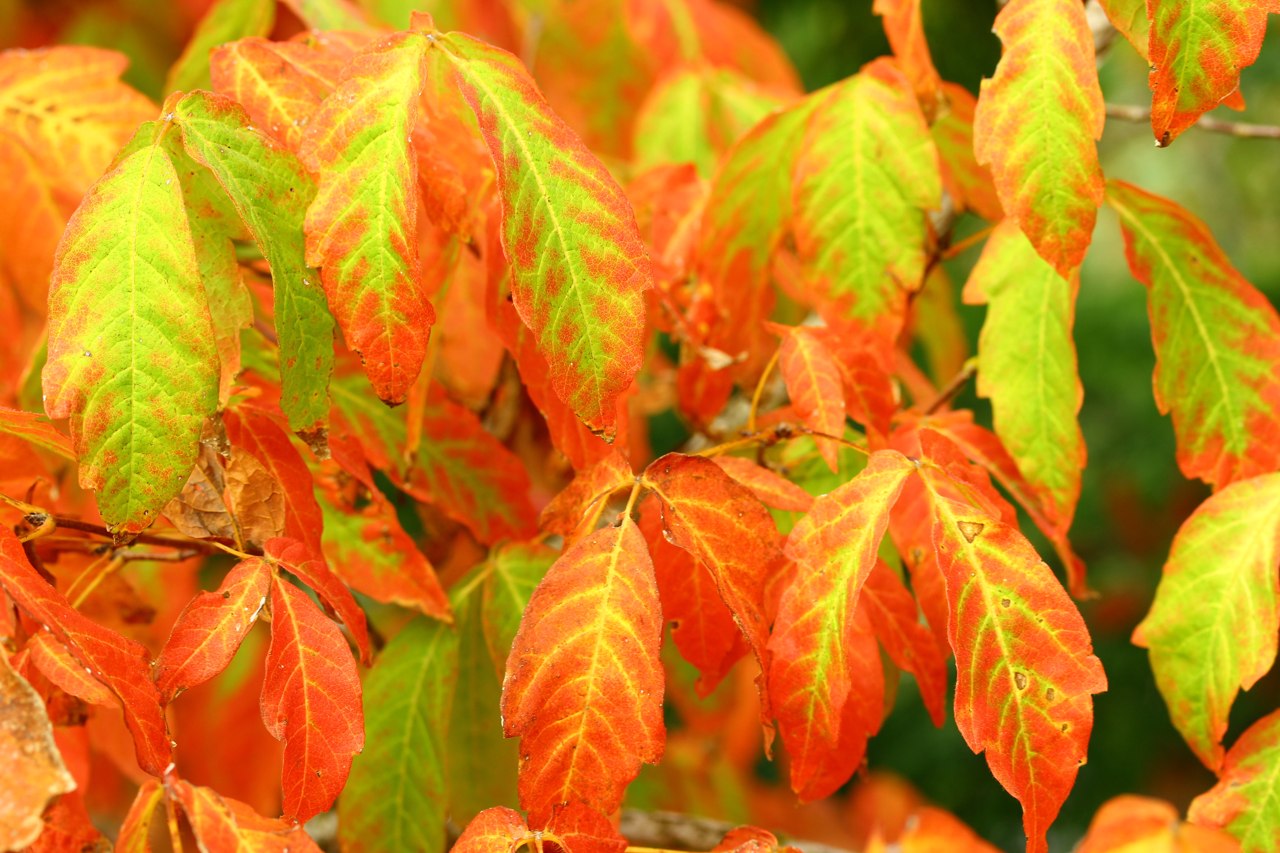 Acer triflorum